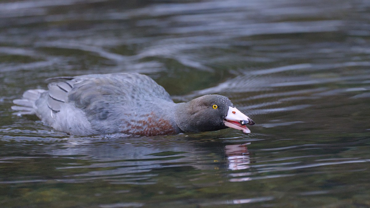 Blue Duck - Christopher Tuffley