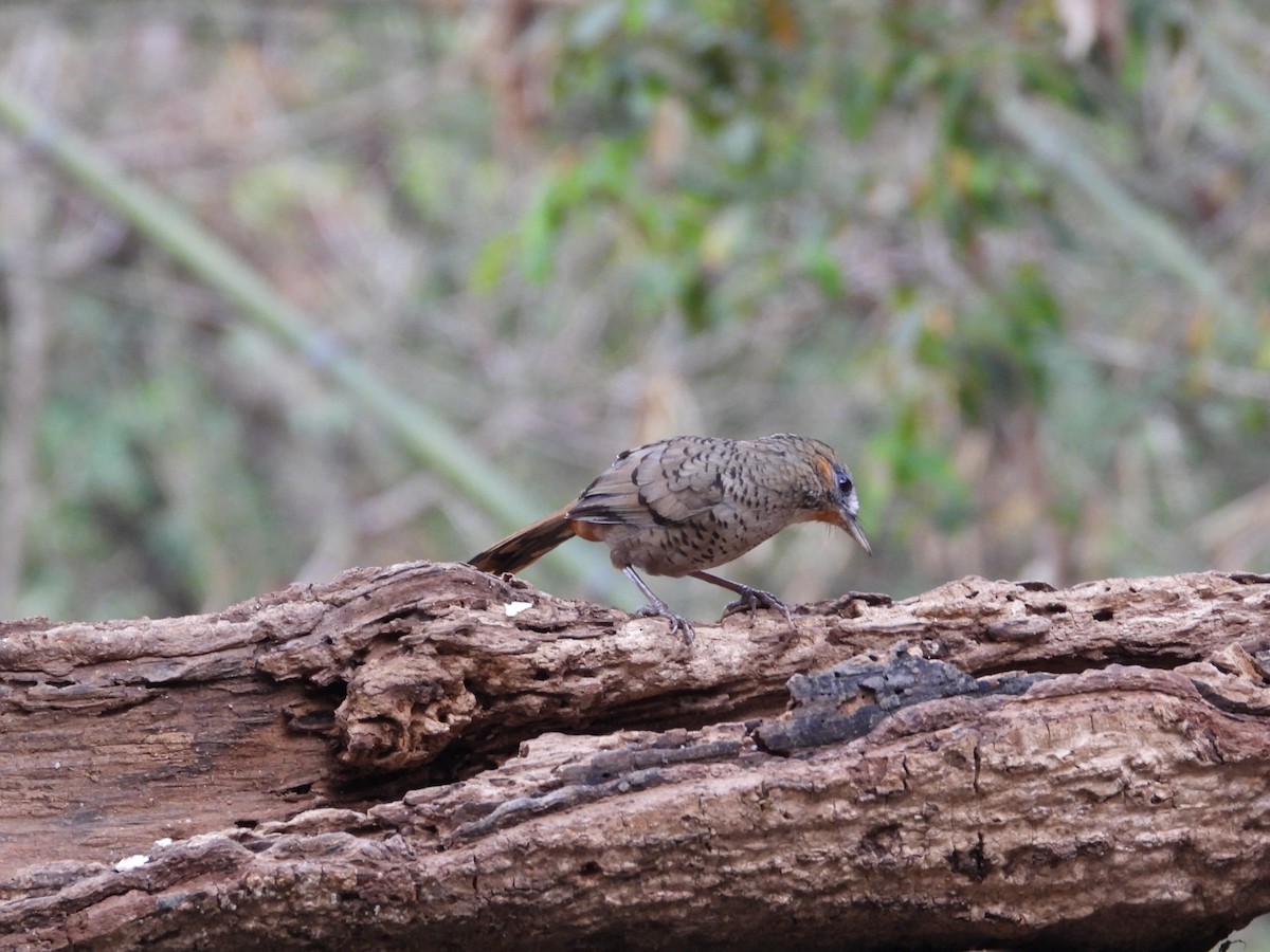 Rufous-chinned Laughingthrush - Aarav Dhulla