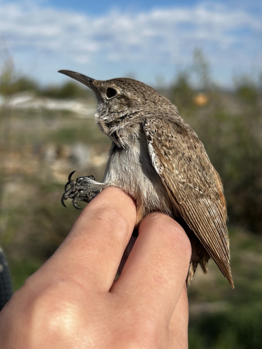 Rock Wren - Tyler Jensen