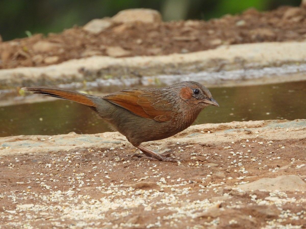 Streaked Laughingthrush - ML619388637