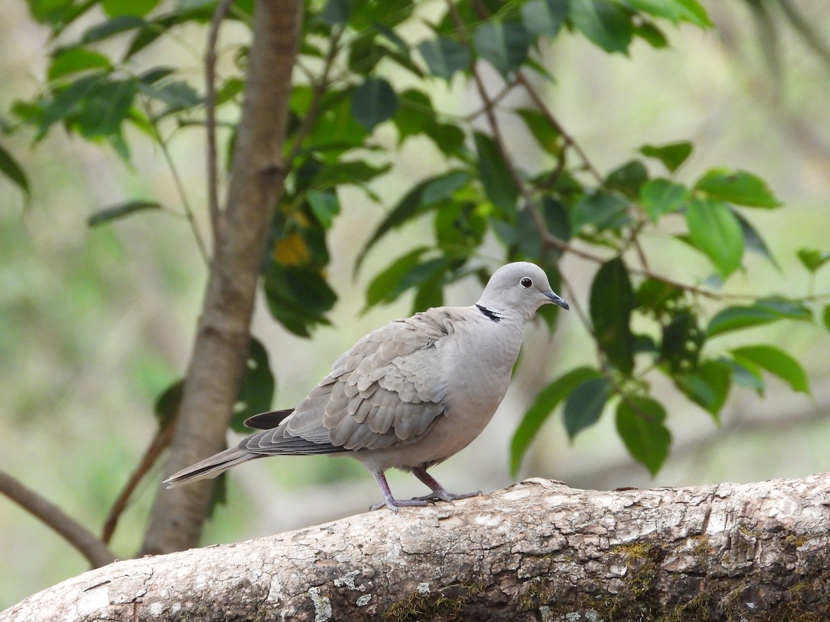 Eurasian Collared-Dove - ML619388640