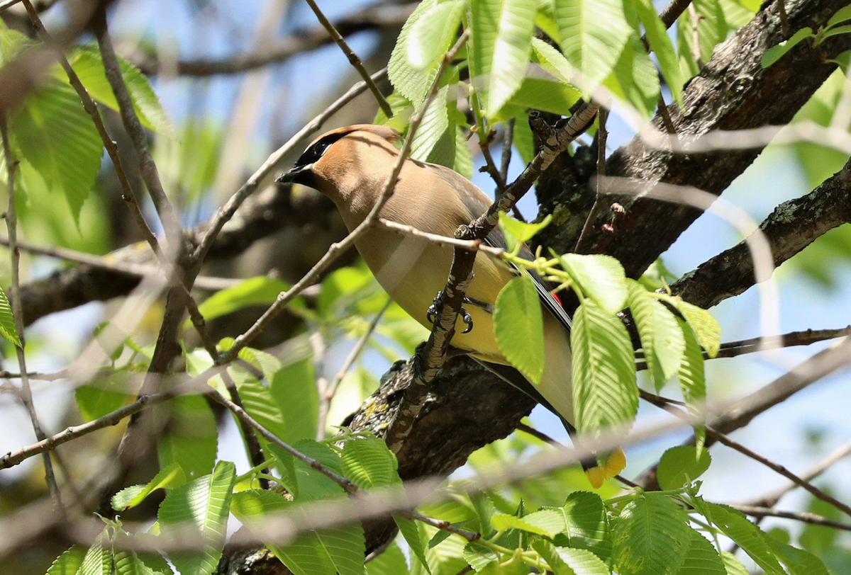 Cedar Waxwing - Grace Green