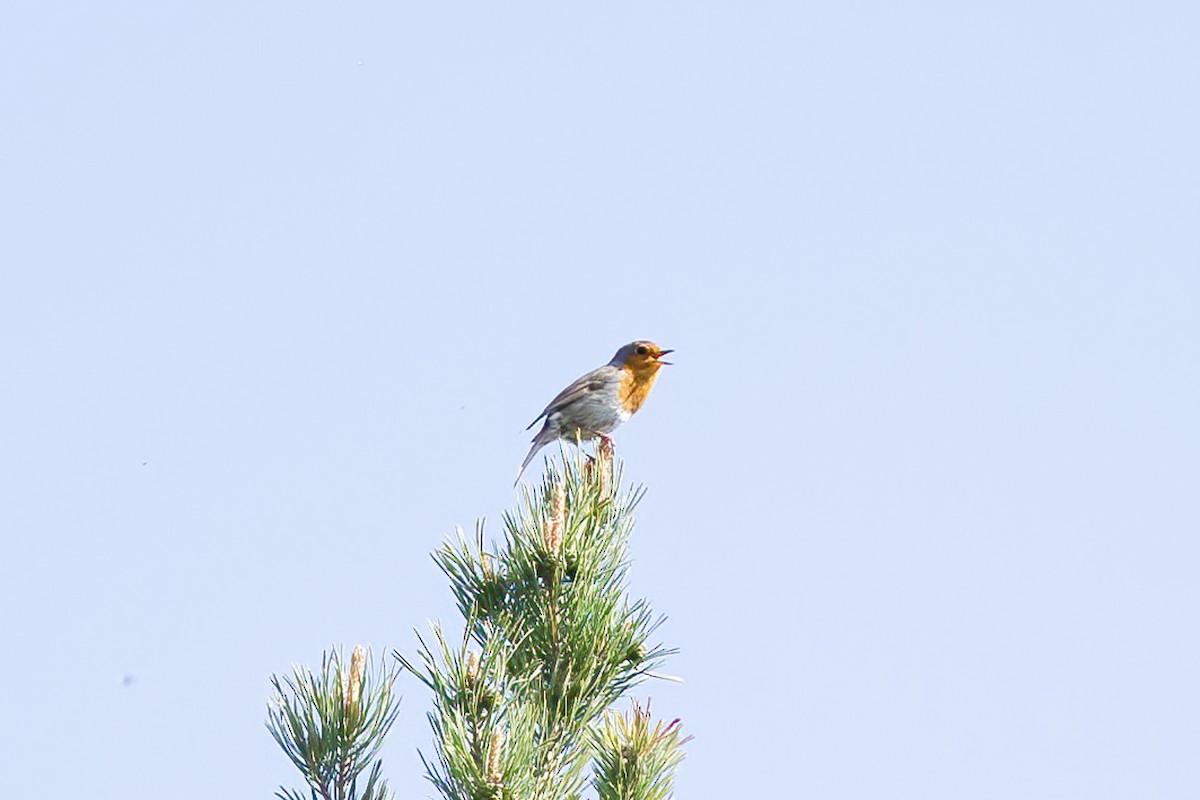 European Robin - Paul Beerman