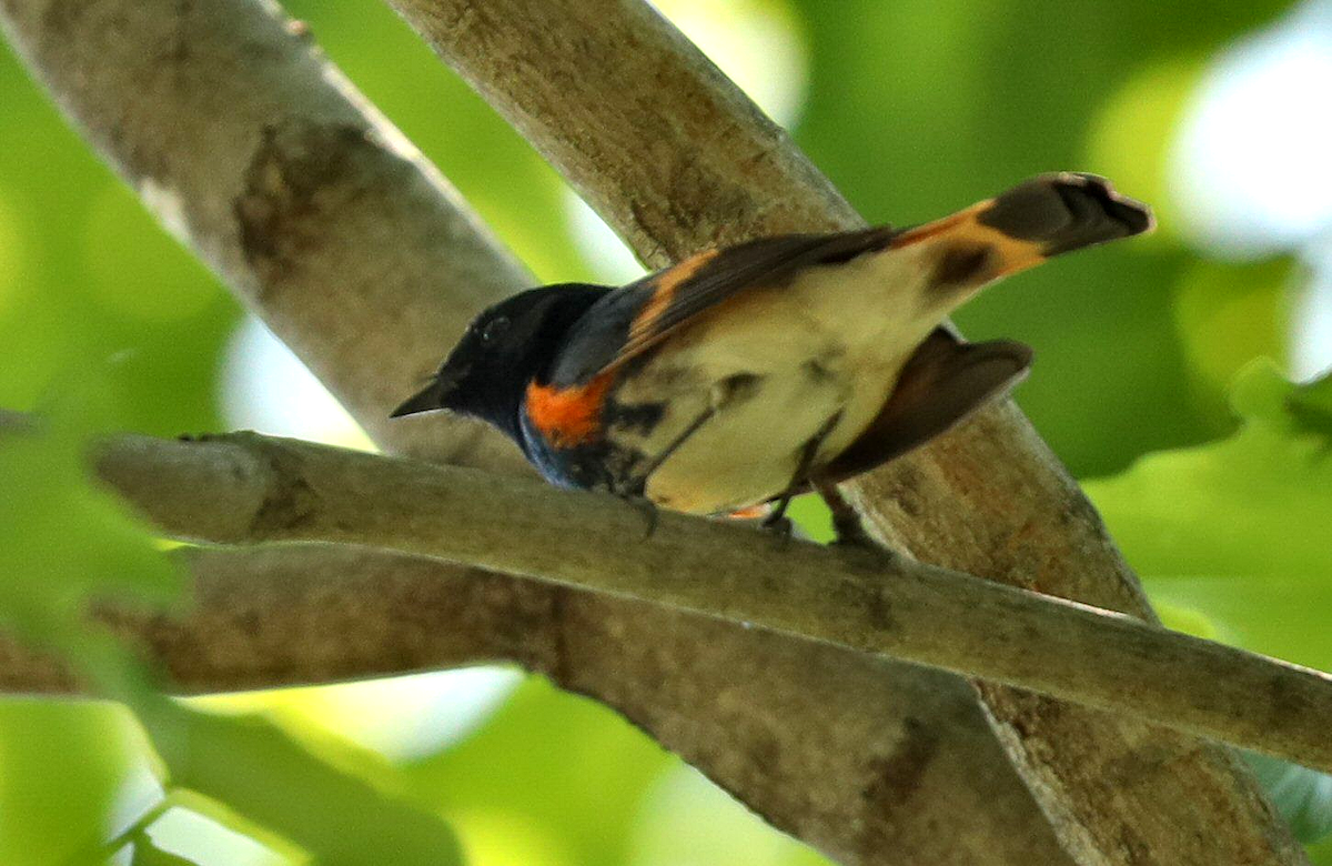 American Redstart - Grace Green