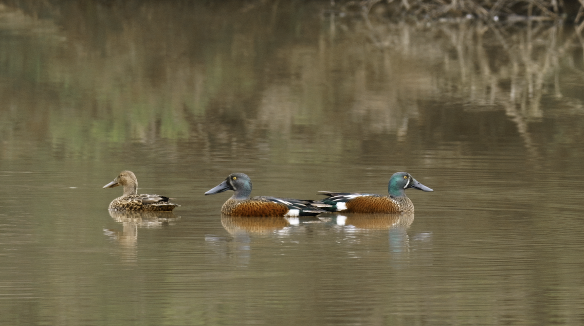 Australasian Shoveler - ML619388669
