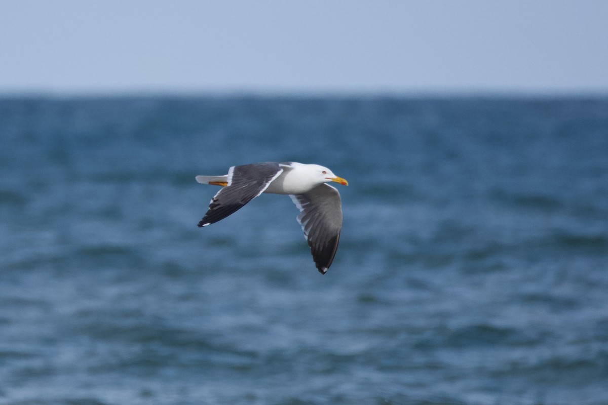 Lesser Black-backed Gull - Carlos Nos