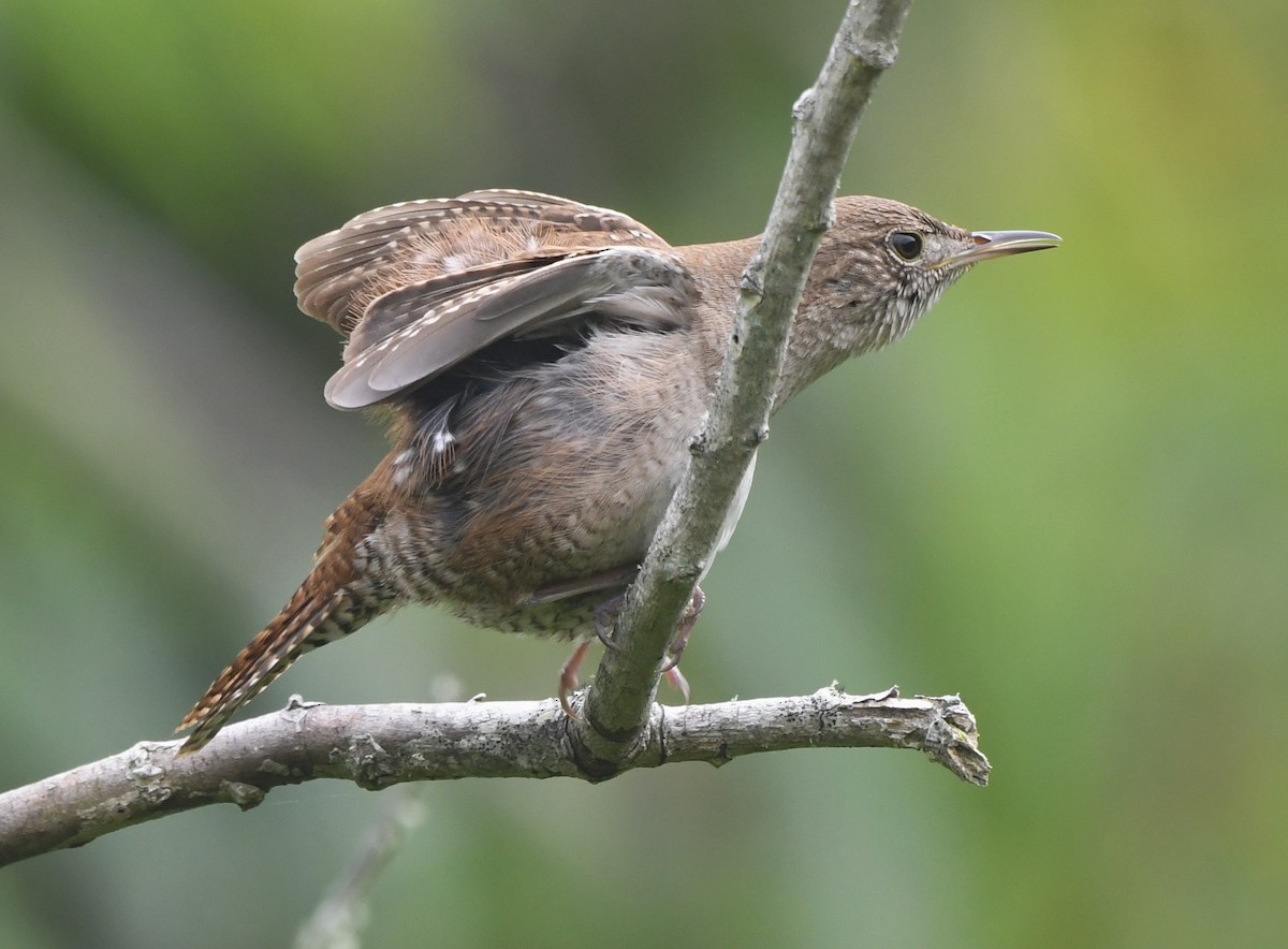 House Wren - David True