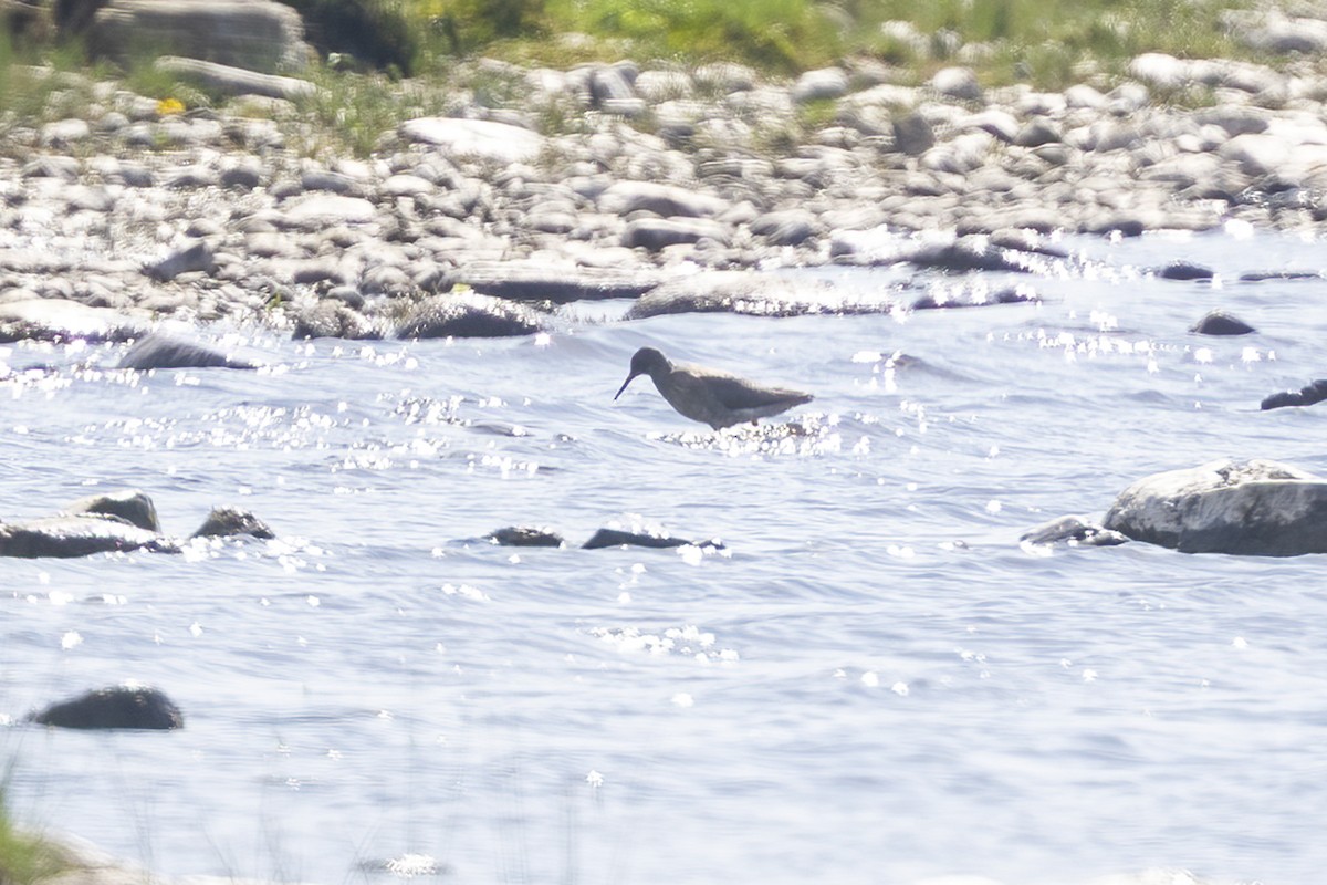 Common Redshank - ML619388694