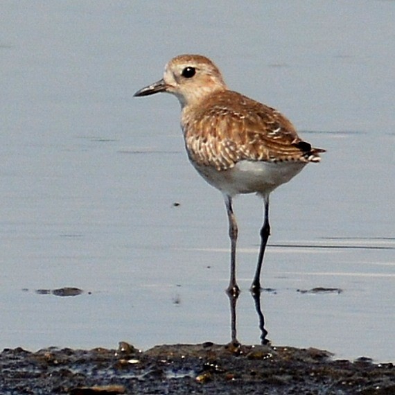 Black-bellied Plover - John Whitehead