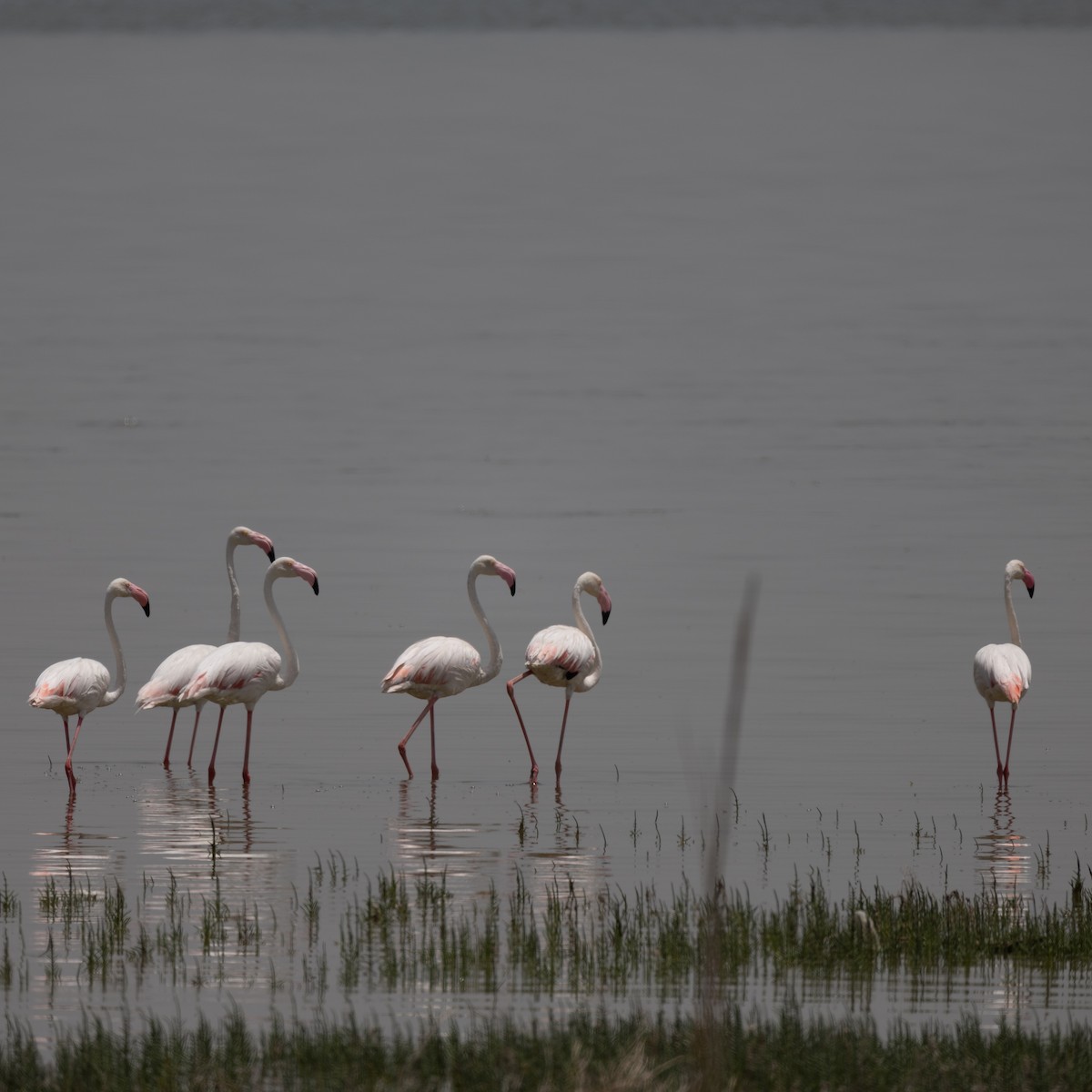 Greater Flamingo - ML619388714