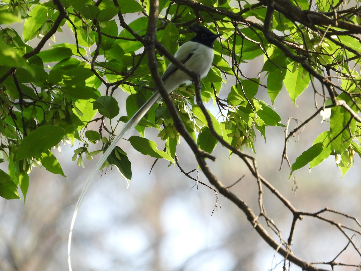 Indian Paradise-Flycatcher - Aarav Dhulla