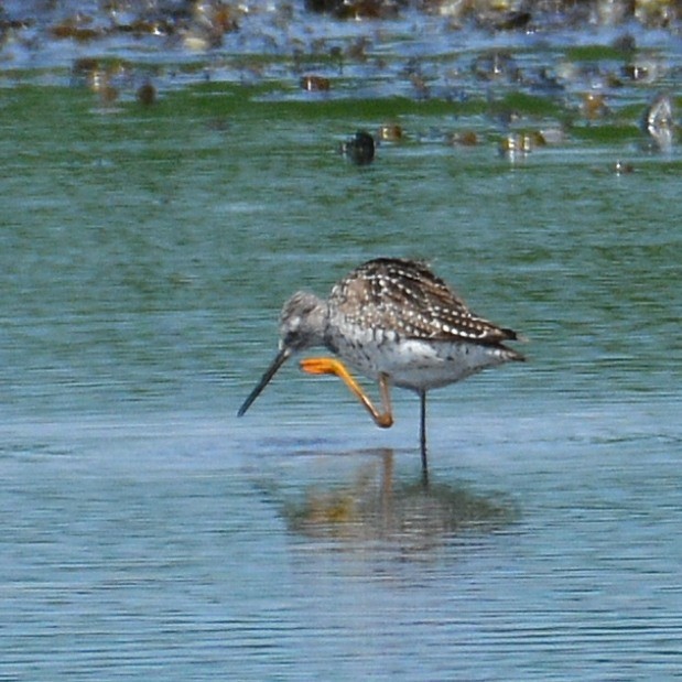 Greater Yellowlegs - ML619388723