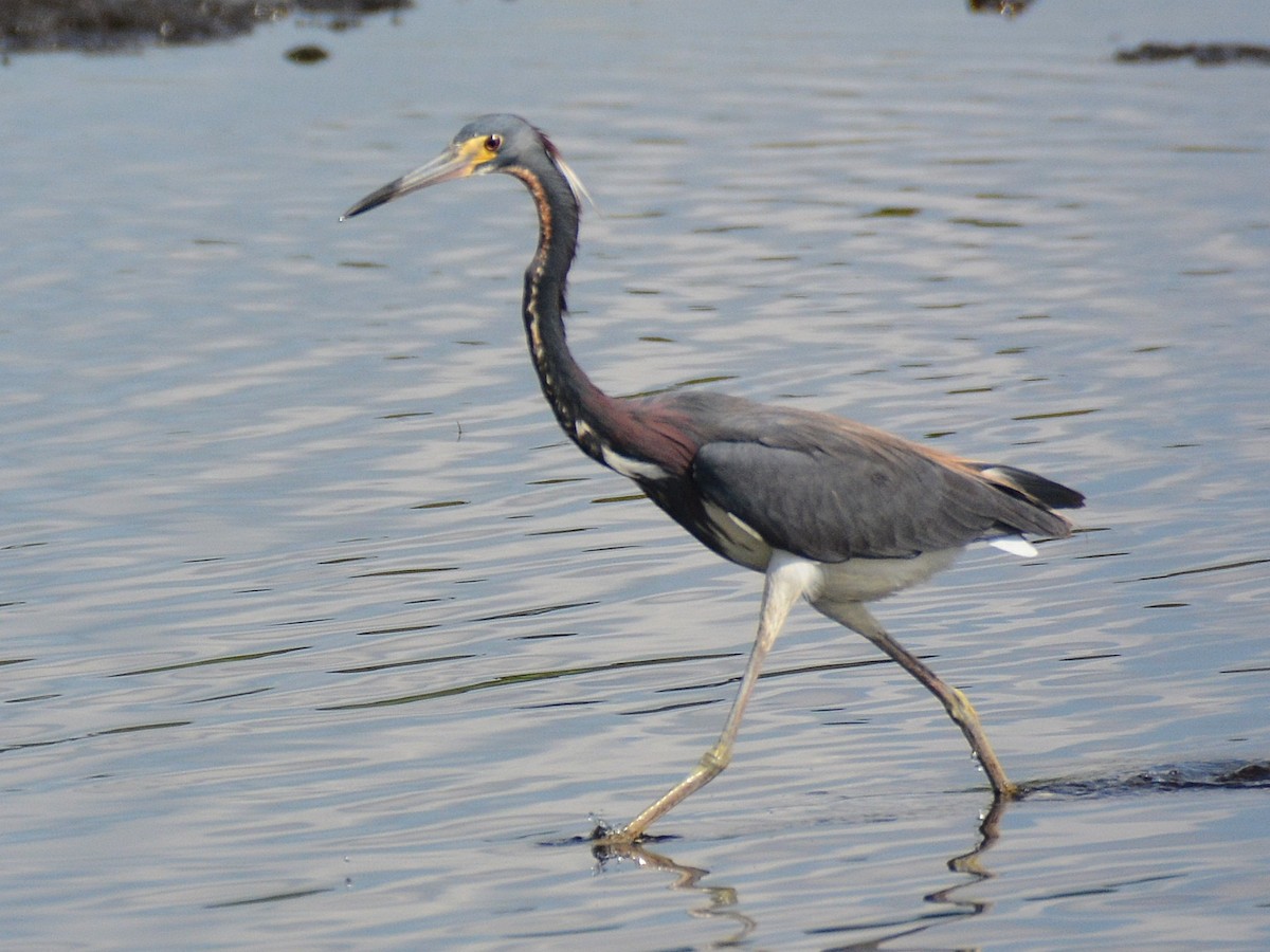 Tricolored Heron - John Whitehead