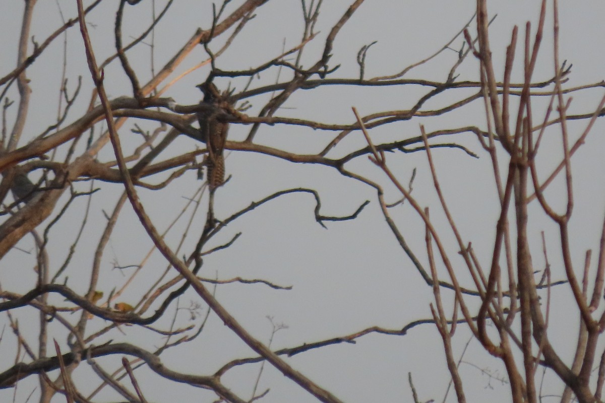 Gray-bellied Cuckoo - Chitra Ingole