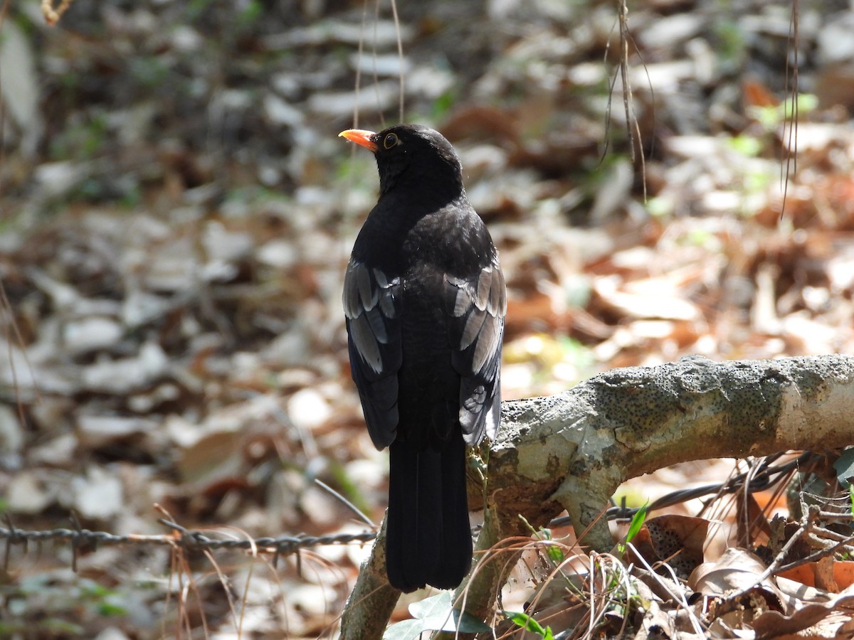 Gray-winged Blackbird - Aarav Dhulla