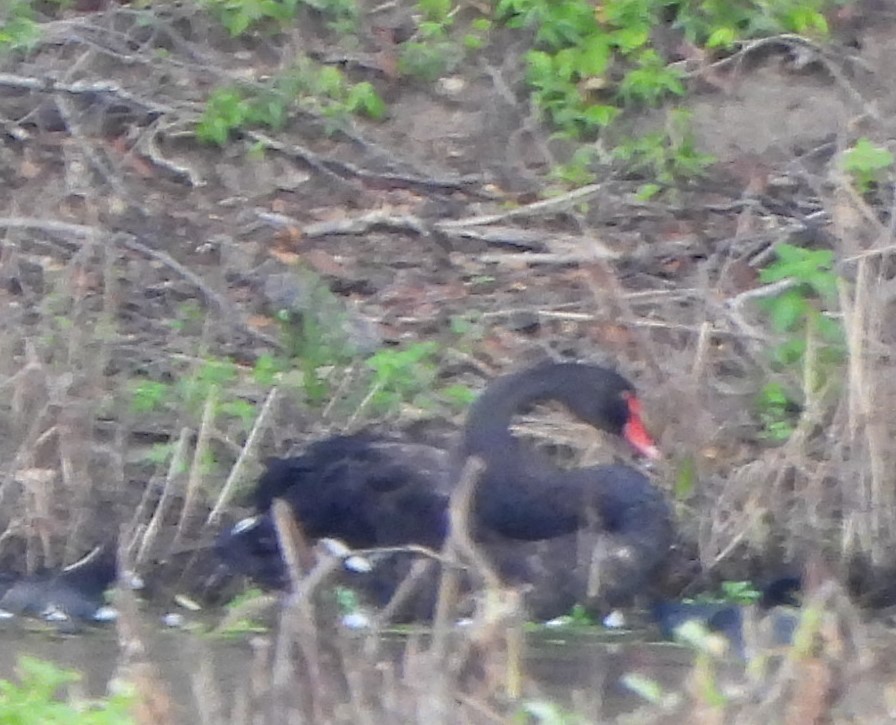 Black Swan - Suzanne Foley