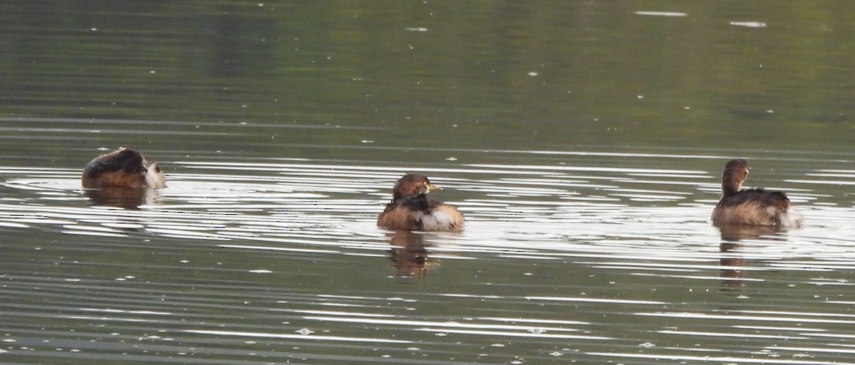 Australasian Grebe - Suzanne Foley