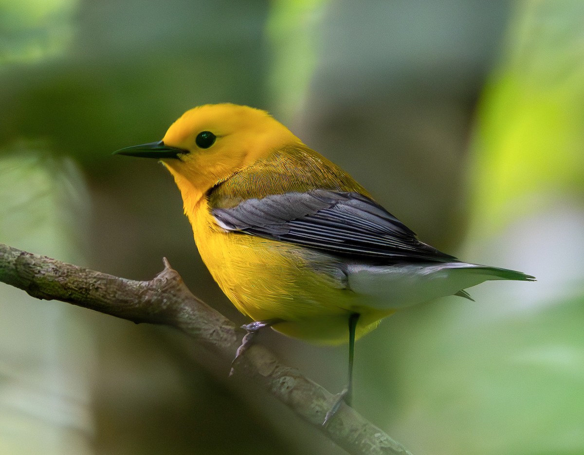 Prothonotary Warbler - Richard Moss