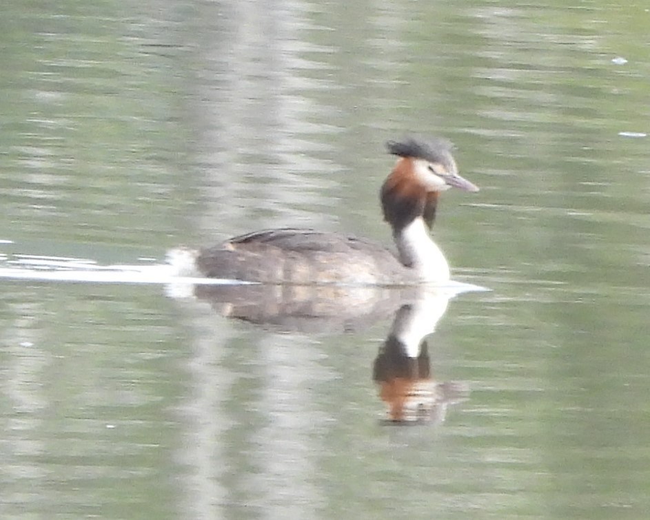 Great Crested Grebe - Suzanne Foley