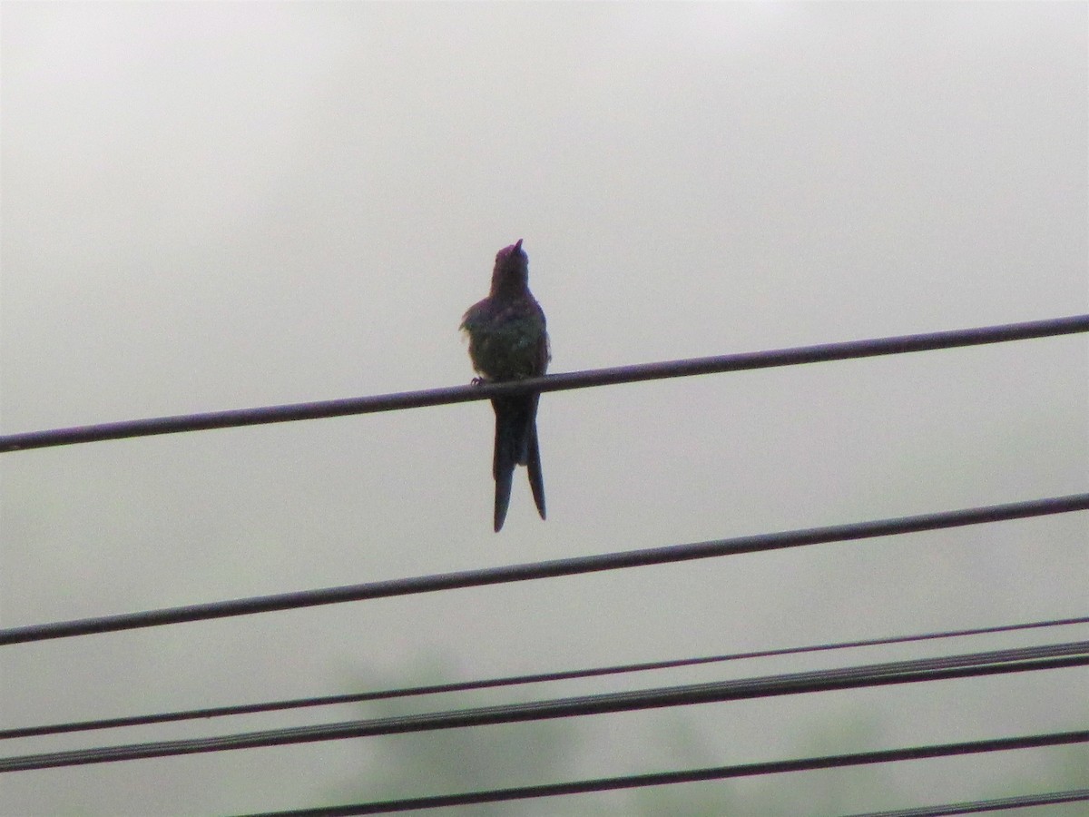 Swallow-tailed Hummingbird - Miguel Angel