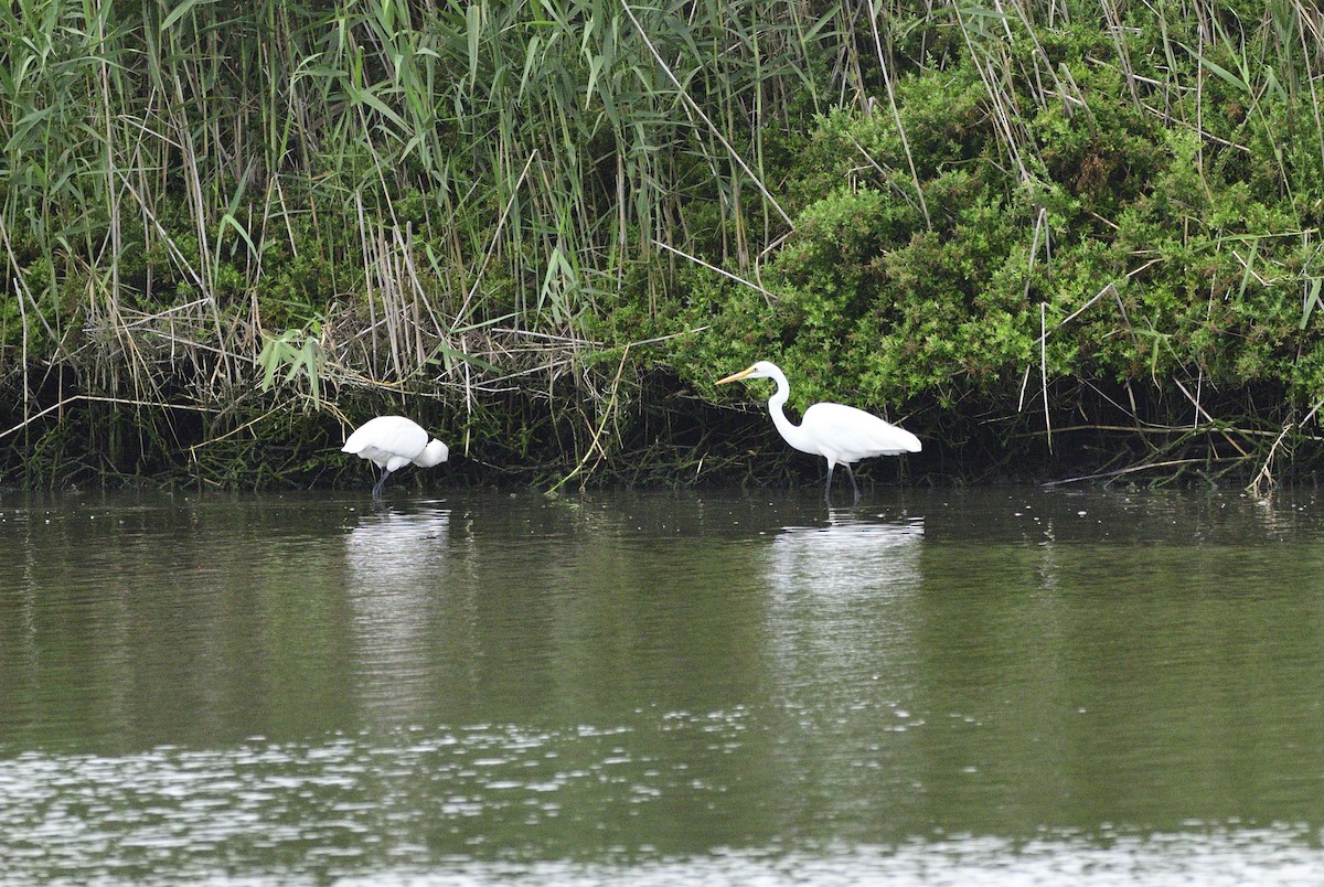 Great Egret - Ken Crawley