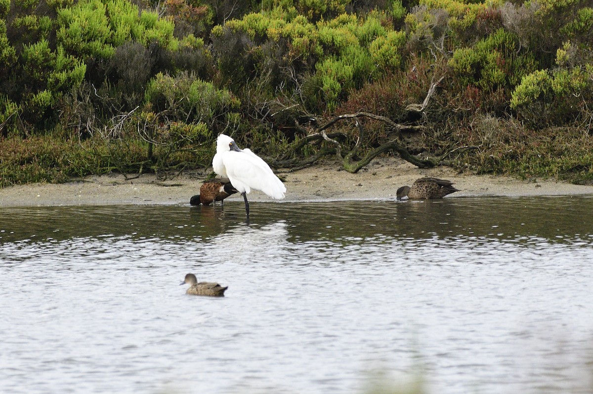 Royal Spoonbill - Ken Crawley