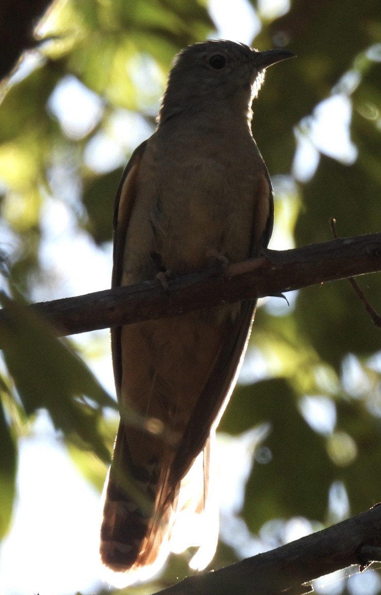 Brush Cuckoo - Maylene McLeod