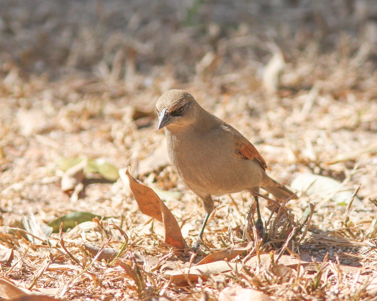 Grayish Baywing - Per Smith