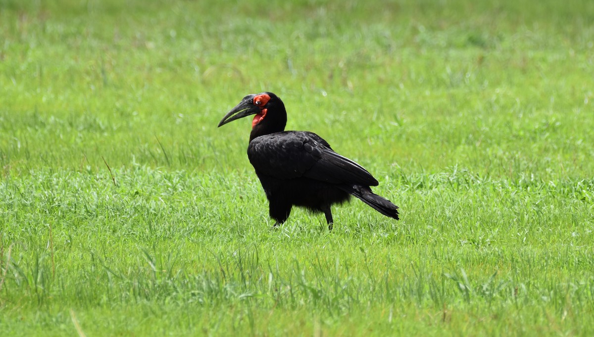 Southern Ground-Hornbill - Chris Kieu