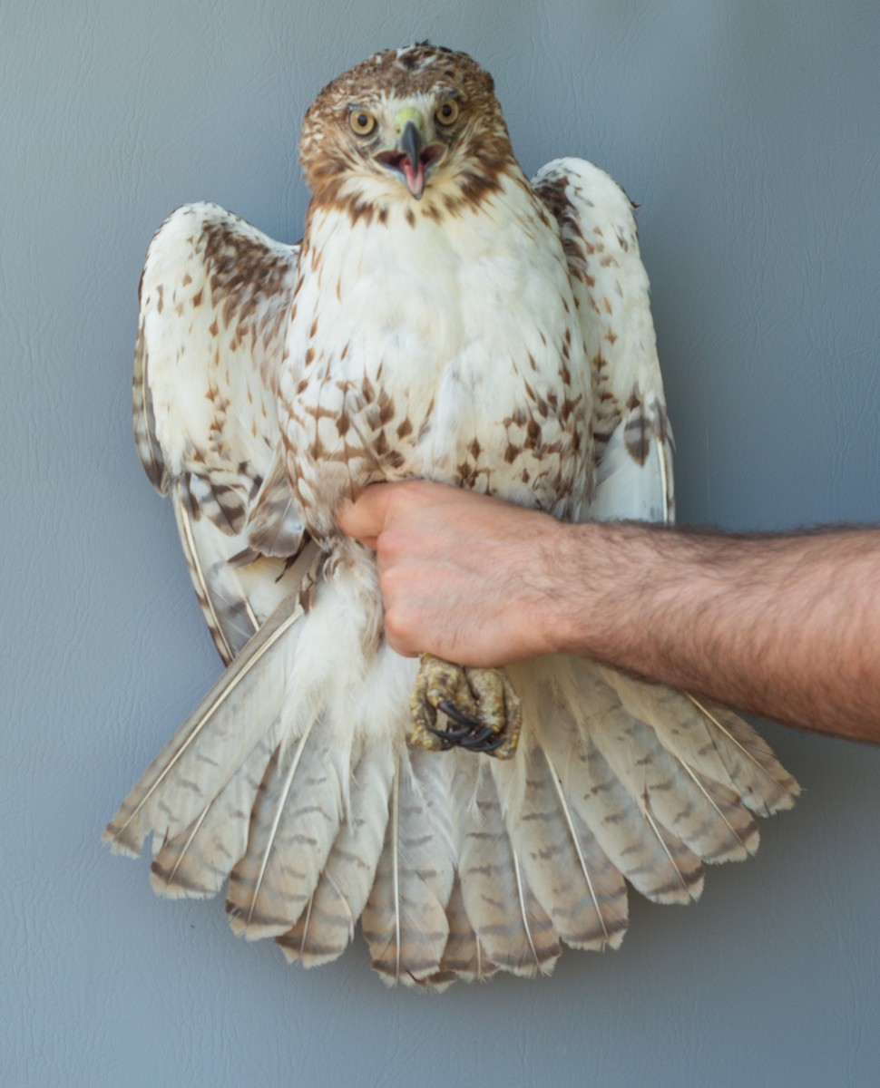 Red-tailed Hawk - Nick Alioto