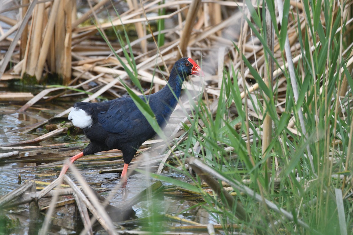 Western Swamphen - Alejandro Gómez Vilches