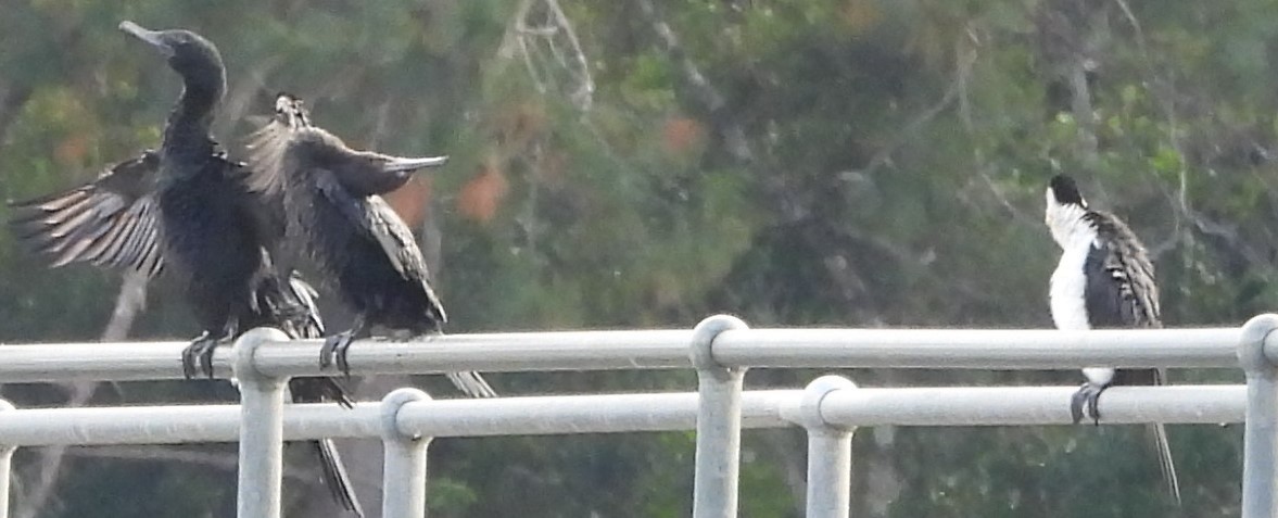 Little Pied Cormorant - ML619388893