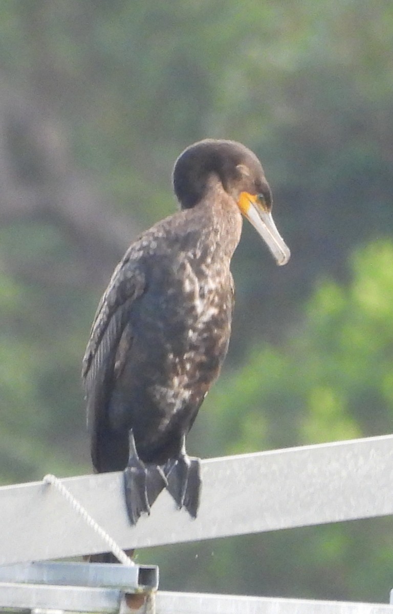 Great Cormorant - ML619388905