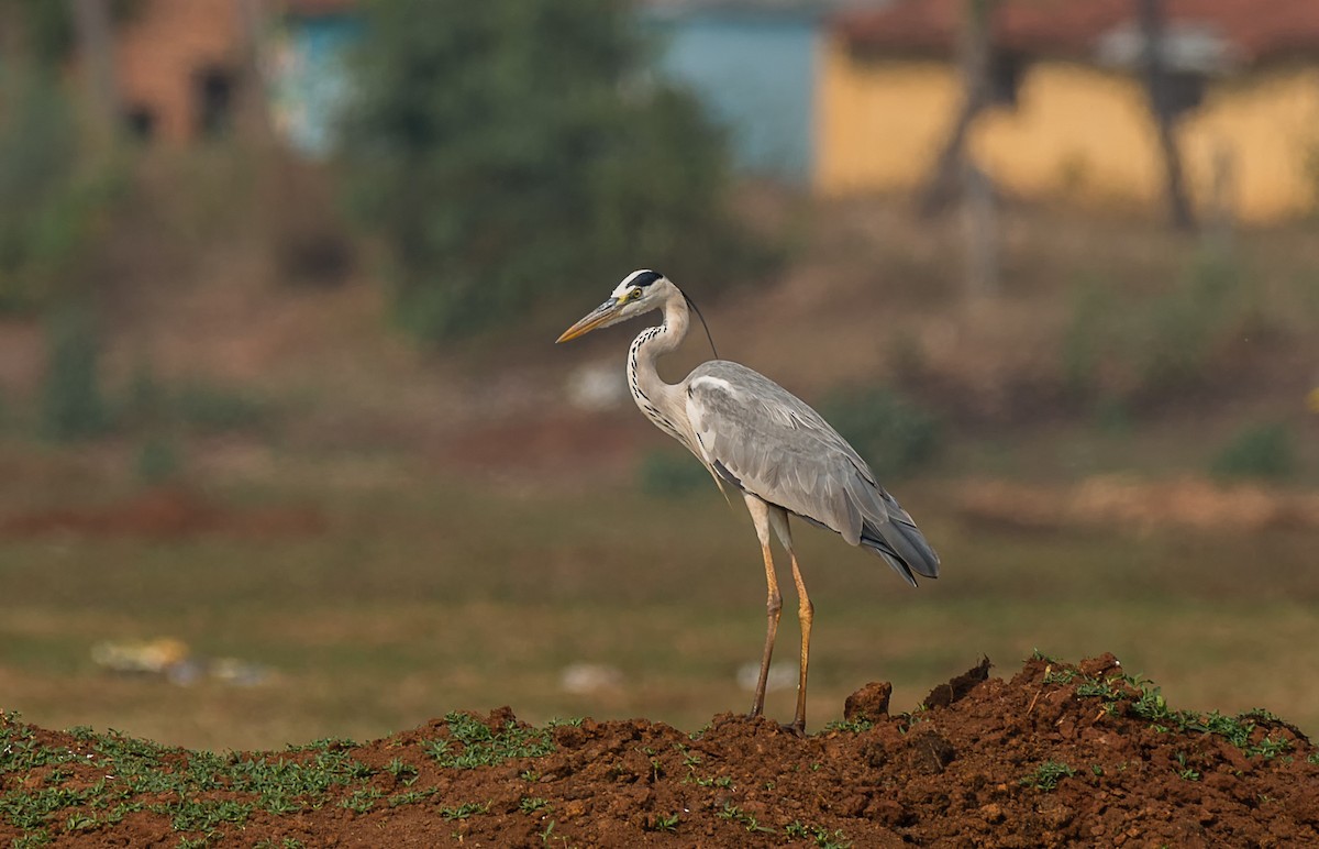 Gray Heron - Sanjay Shankarappa