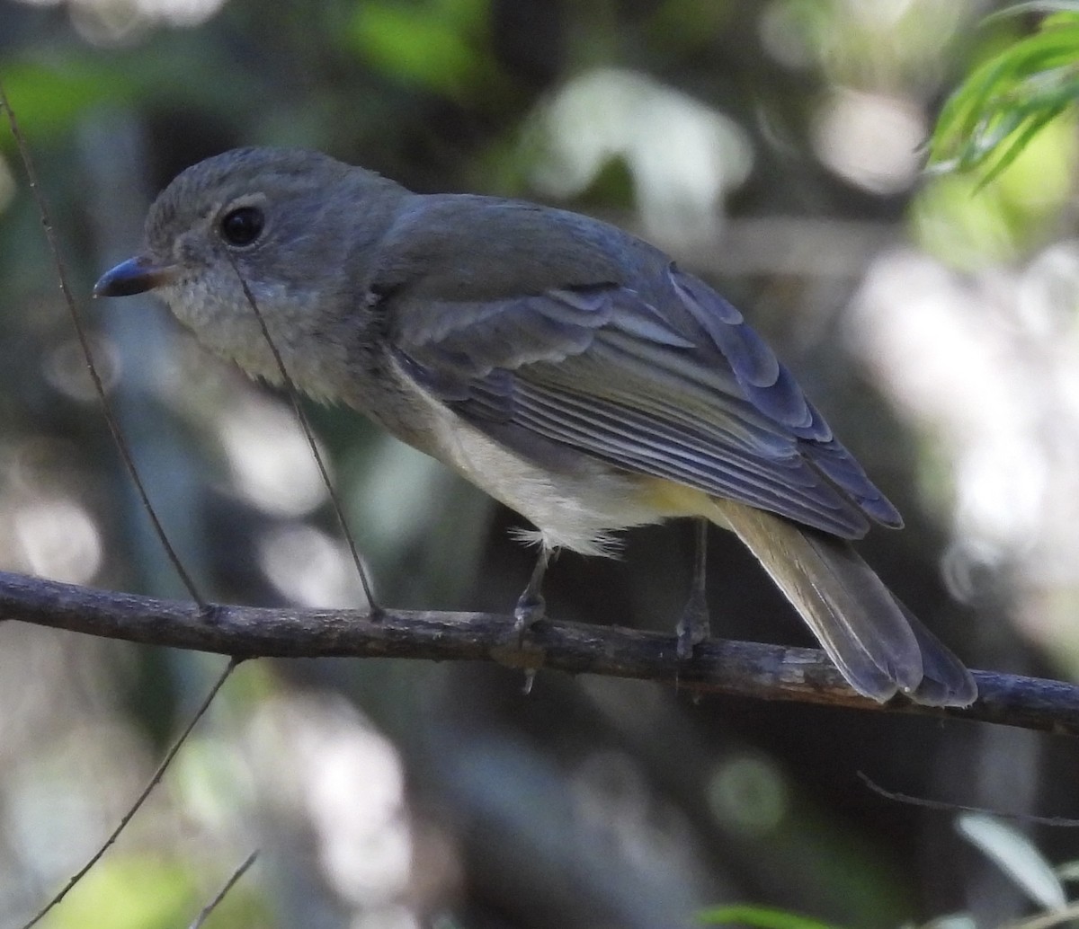 Golden Whistler - Maylene McLeod