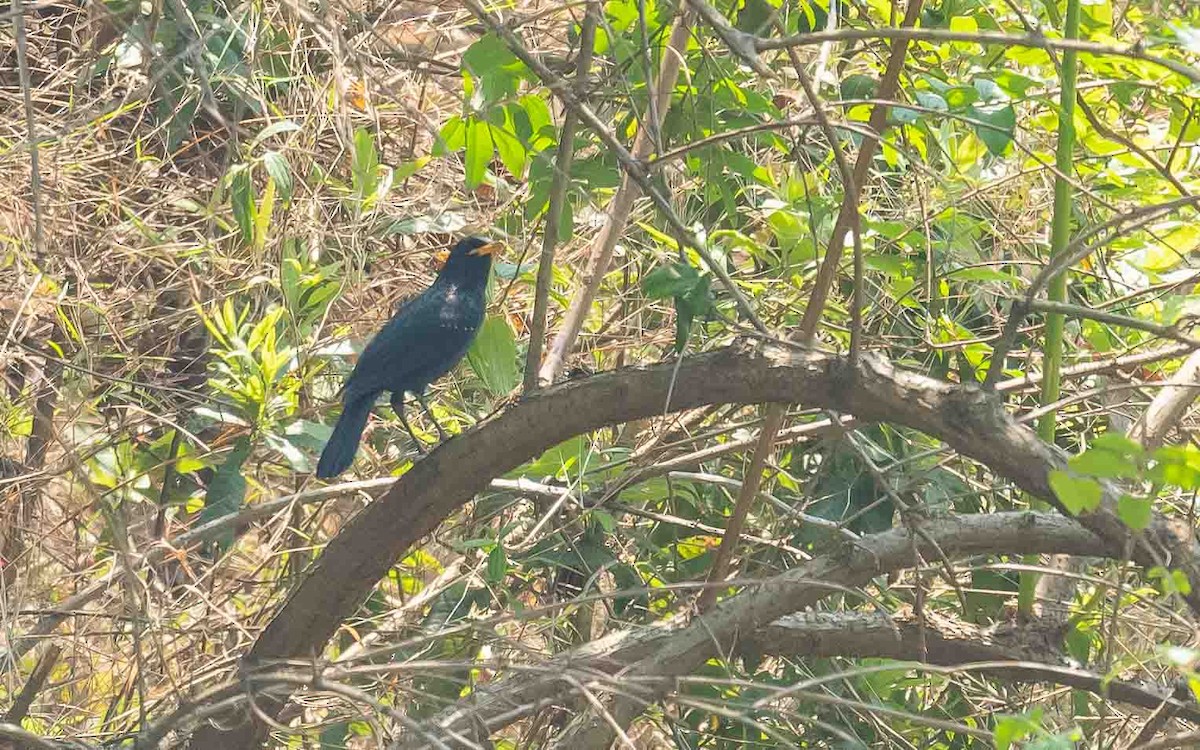 Blue Whistling-Thrush - Jean-Louis  Carlo