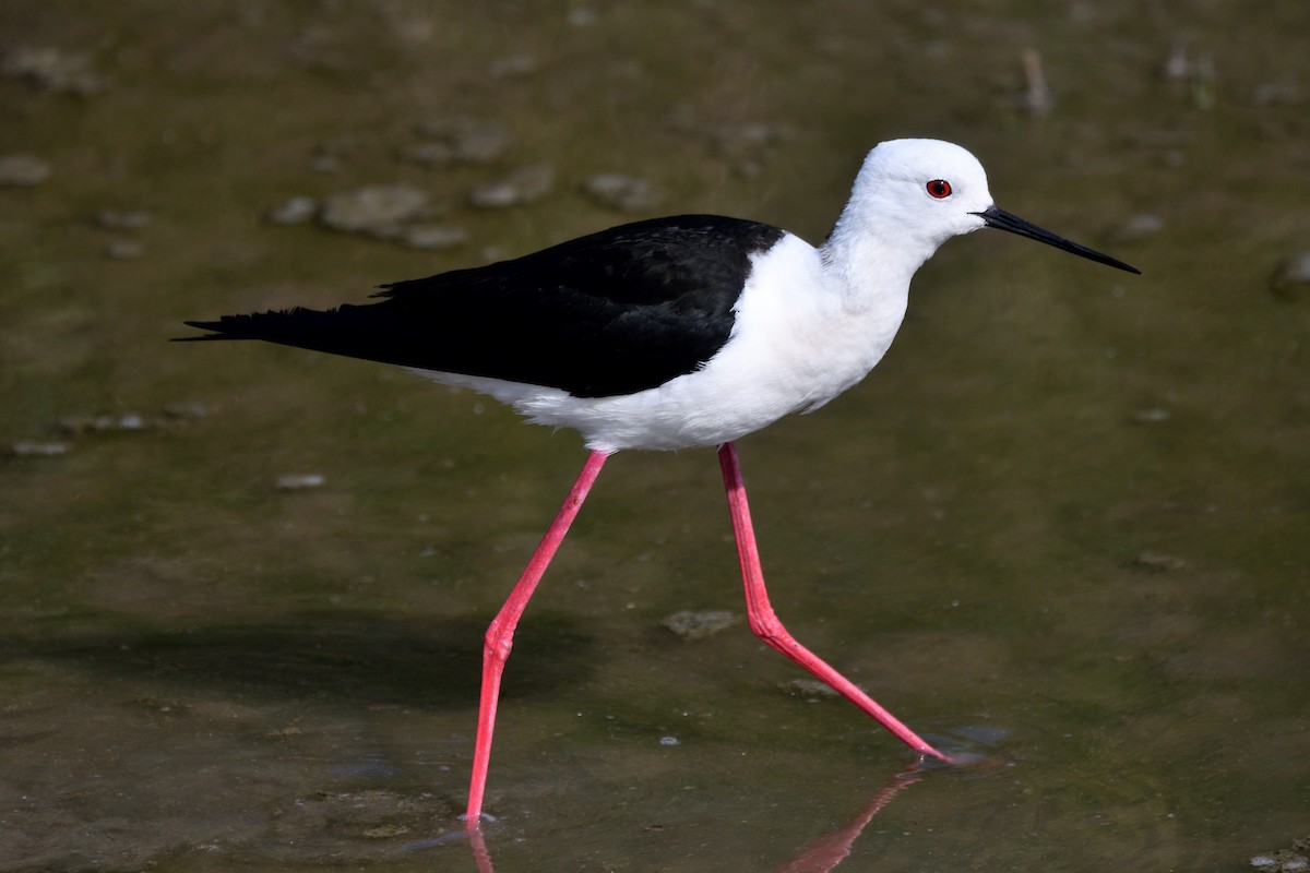 Black-winged Stilt - Alejandro Gómez Vilches