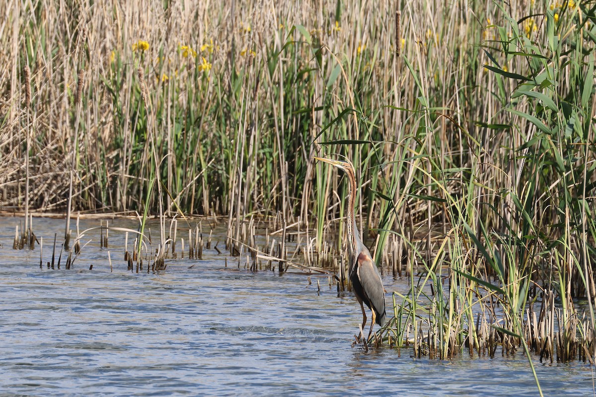 Purple Heron - Fabrice Schmitt