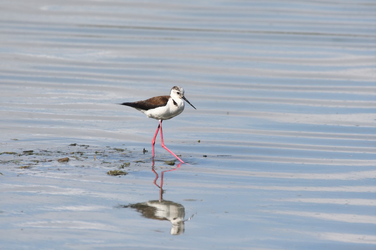 Black-winged Stilt - Alejandro Gómez Vilches