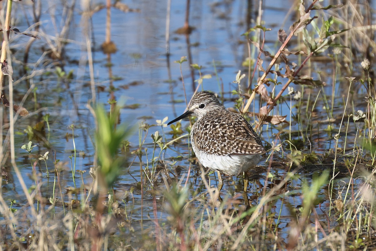 Wood Sandpiper - Fabrice Schmitt