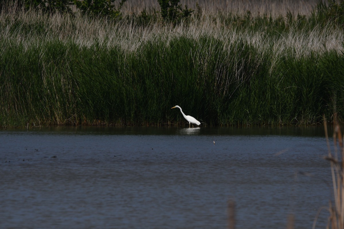 Great Egret - Alejandro Gómez Vilches