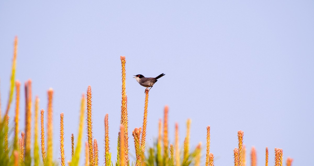 Sardinian Warbler - Georgy Schnipper