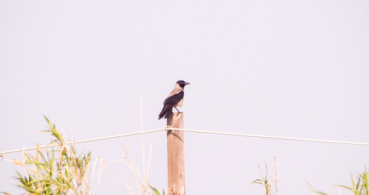 Hooded Crow - Georgy Schnipper