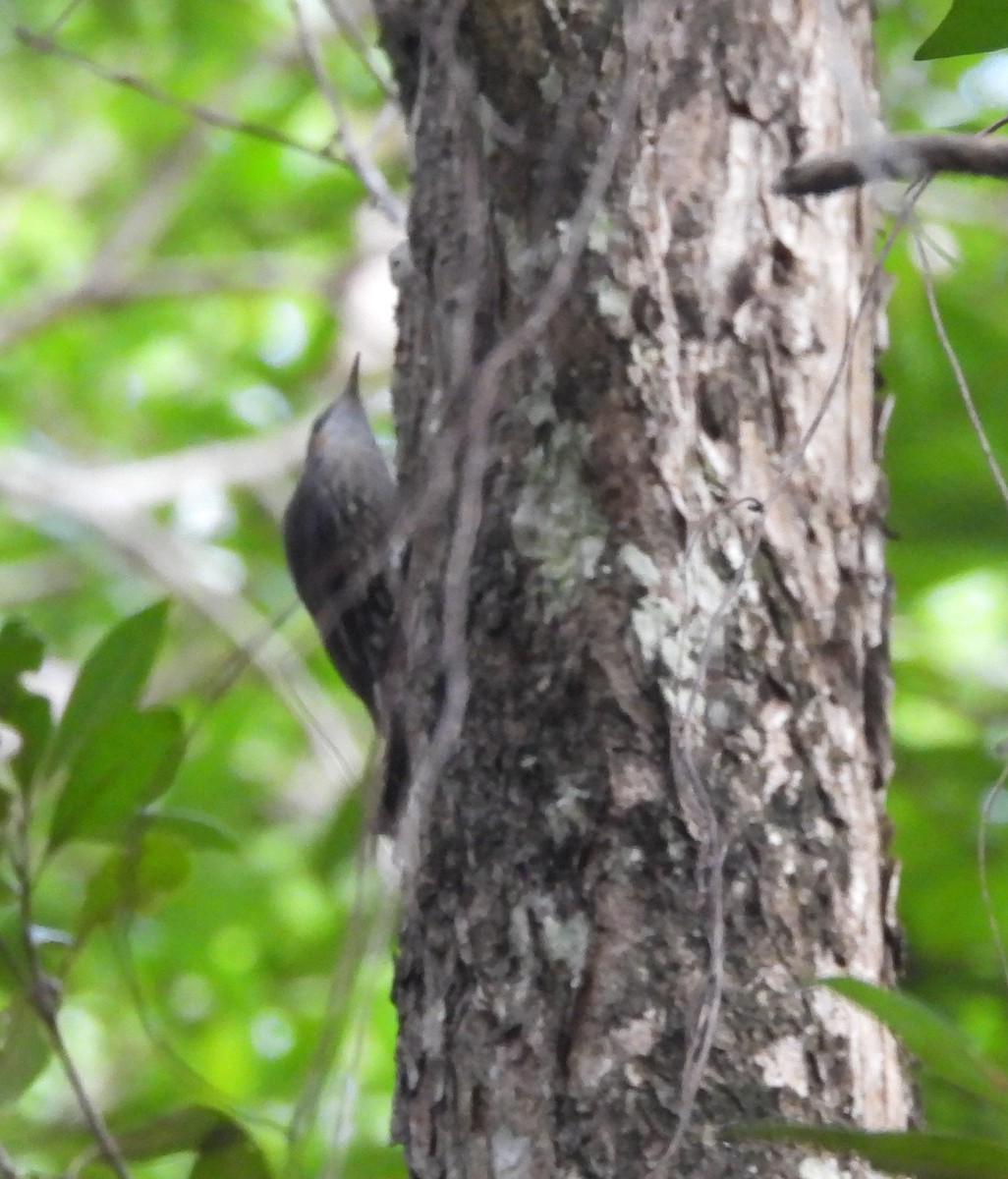 White-throated Treecreeper - Suzanne Foley