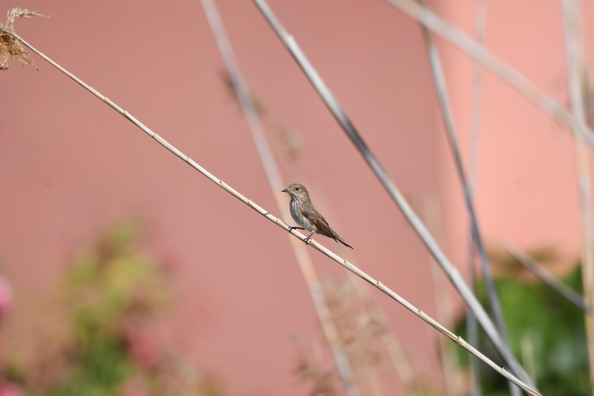 Spotted Flycatcher - Alejandro Gómez Vilches