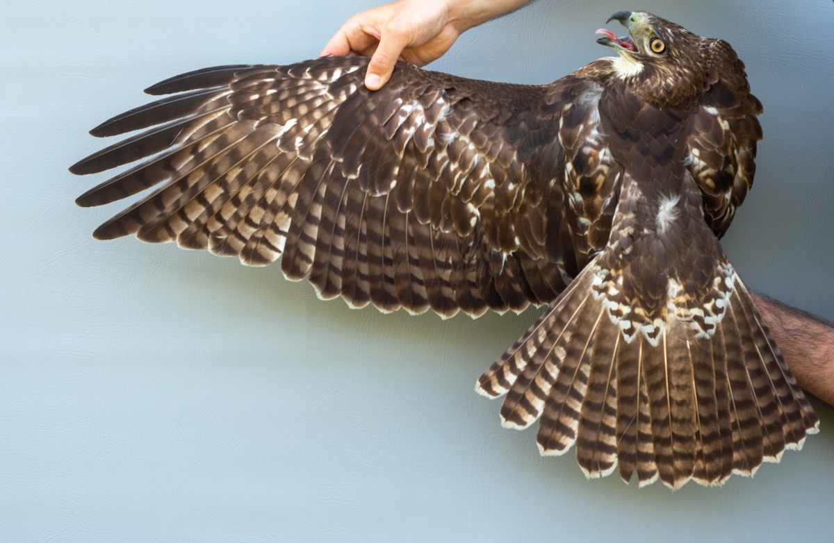 Red-tailed Hawk (abieticola) - ML619388975