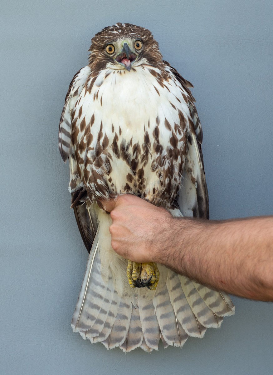 Red-tailed Hawk (abieticola) - ML619388978
