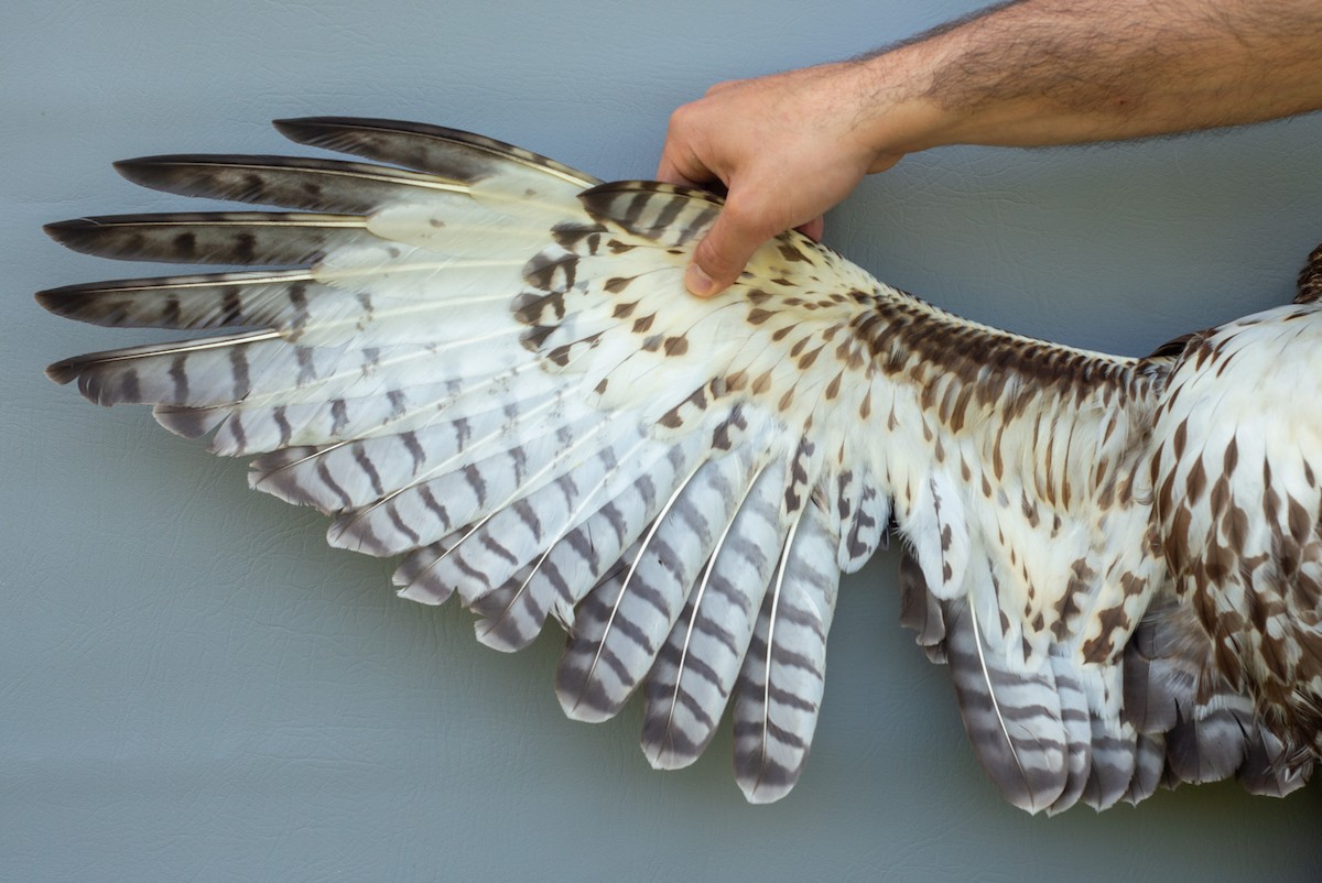 Red-tailed Hawk (abieticola) - ML619388979