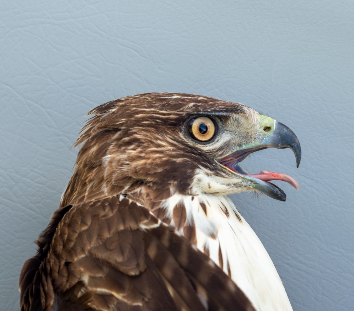 Red-tailed Hawk (abieticola) - ML619388980
