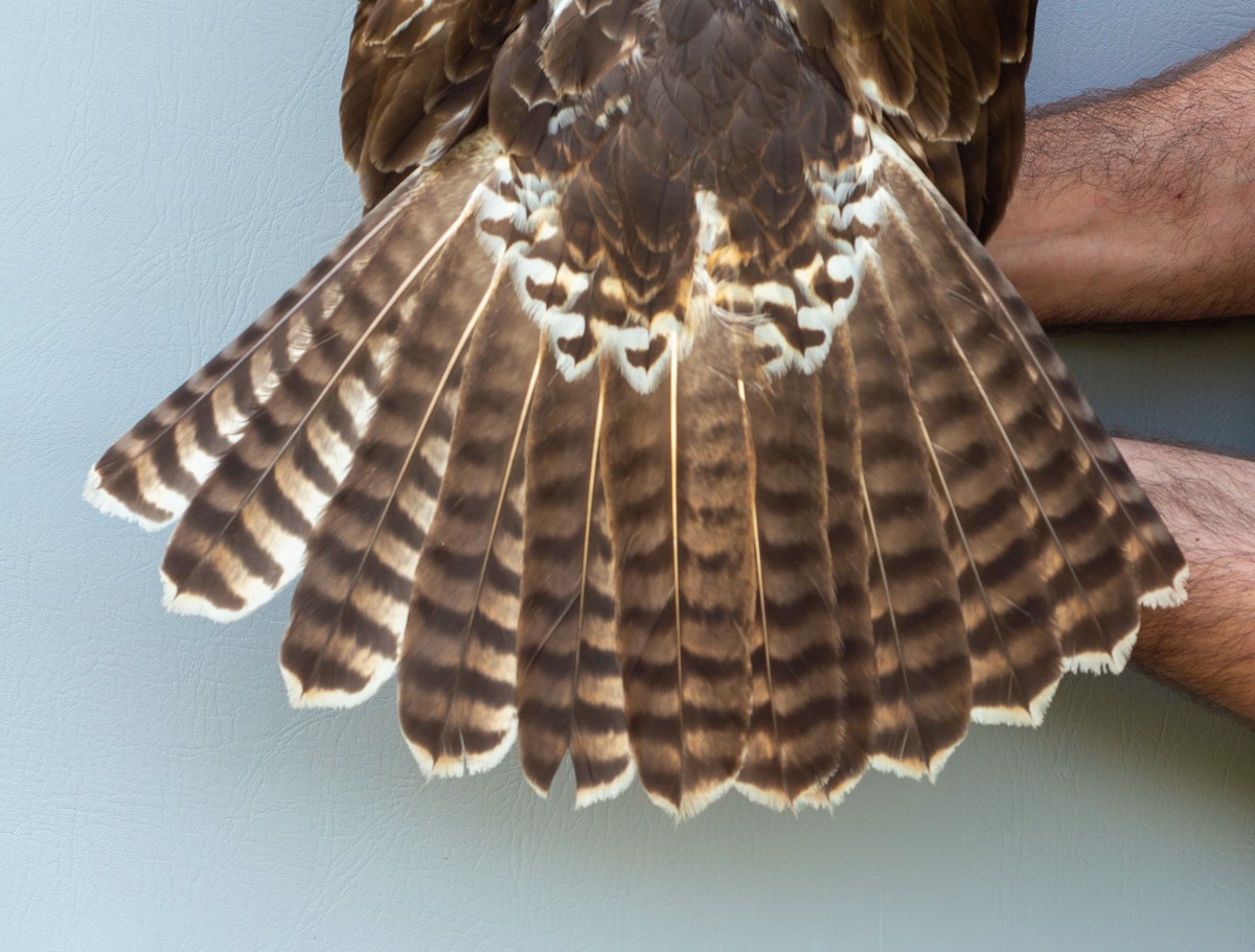 Red-tailed Hawk (abieticola) - ML619388983
